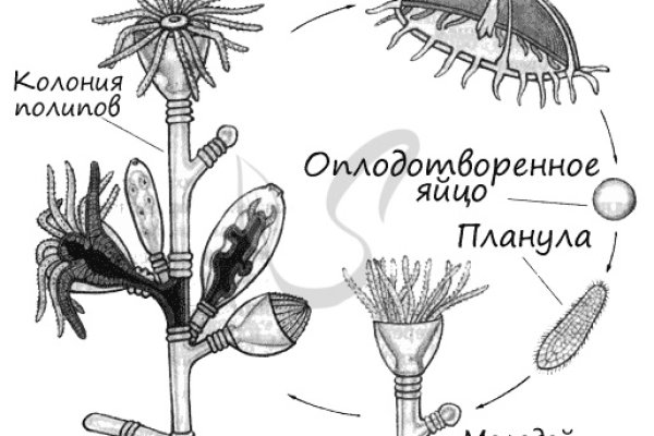 Ссылка кракен не работает