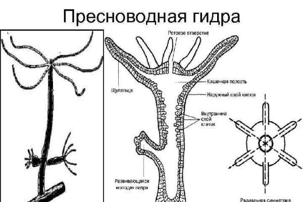 Сайт kraken darknet